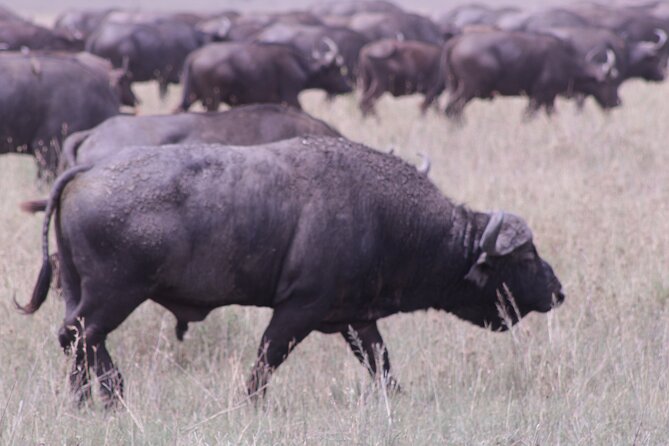 5-Days Private Tanzania Safari Tour - A second Serengeti day for slower searching