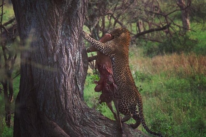 5 days safari, hiking & culture (Serengeti & kilimanjaro) - Ngorongoro Crater and the search for black rhino