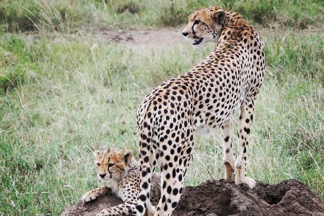 5 days safari, hiking & culture (Serengeti & kilimanjaro) - Materuni Falls and coffee on day five