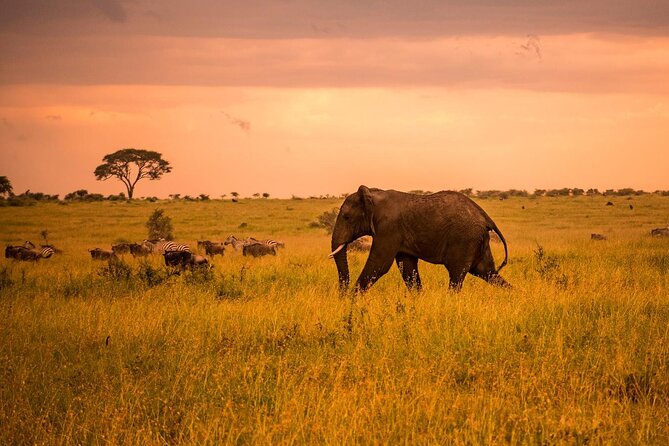 5 Days Safari in Tanzania | Camping and Lodge Safaris - Day 1: Tarangire’s elephants and giant baobabs