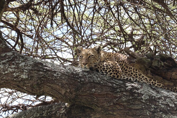 5 Days Safari Northern Circuit of Tanzania - Day 5: Lake Manyara’s birds and climbing lions