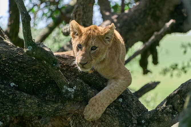 5 Days Safari Northern Circuit of Tanzania - Guides make or break a short safari