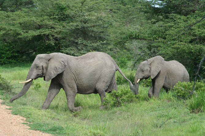 5 Days Safari to Selous & Mikumi - What makes this safari worth considering