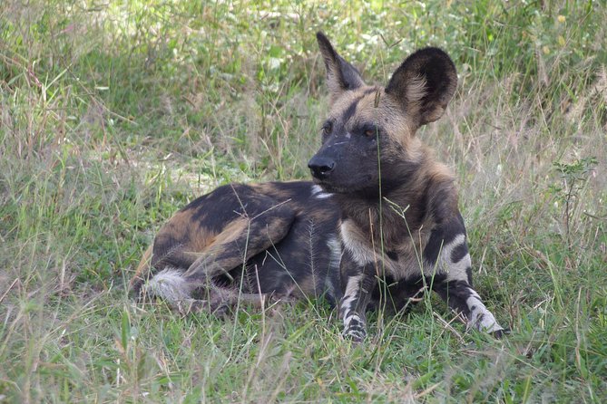 5 Days Safari to Selous & Mikumi - Day 5: Sunrise wildlife viewing and the return to Dar es Salaam