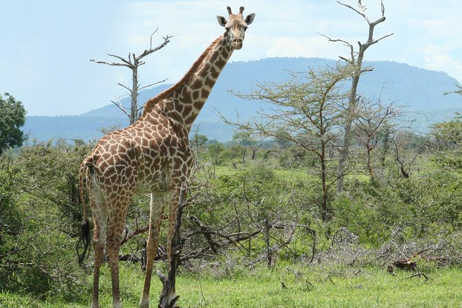 5 Days Safari to Selous & Mikumi - Camps, meals, transport, and group size