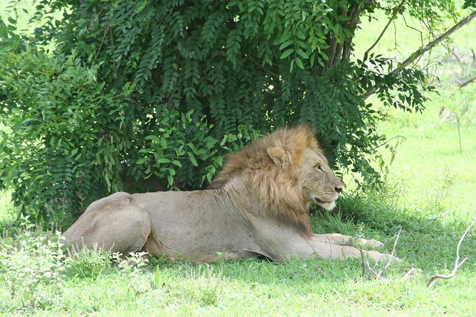5 Days Safari to Selous & Mikumi - What past bookings reveal about the service