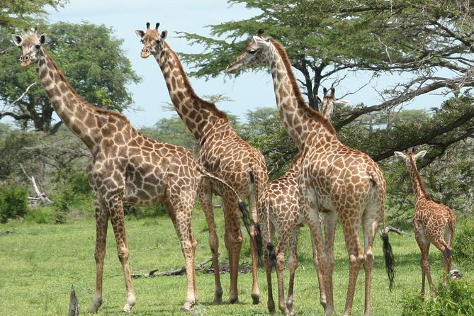 5 Days Safari to Selous & Mikumi - Day 1: The long road from Dar es Salaam to Selous
