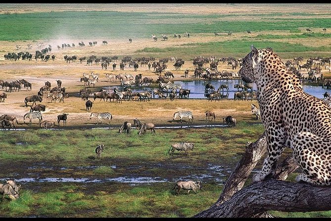 5 Days Serengeti Camping Safari - Day 3: An early Serengeti game drive