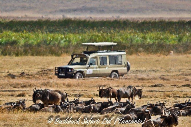 5 Days Serengeti Camping Safari - Day 4: Down into Ngorongoro Crater