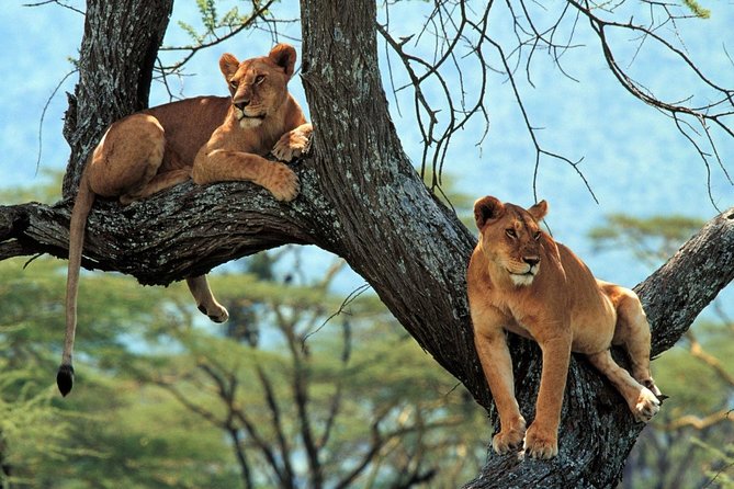 5 Days Serengeti Camping Safari - Camping, food, and the group setup