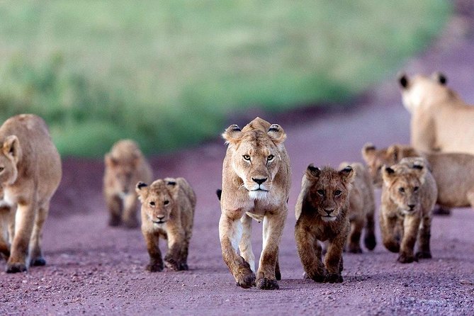 5 Days Serengeti Camping Safari - Is $1,100 good value?