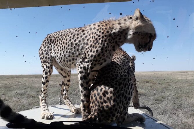 5 Days Tanzania Group Joining Safari, Tarangire/Serengeti/Ngorongoro Crater - What $1,120 buys you