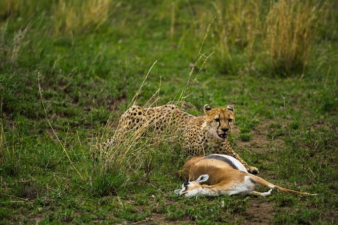 5 Days Tanzania Group Joining Safari, Tarangire/Serengeti/Ngorongoro Crater - Day three: A full Serengeti game-drive day