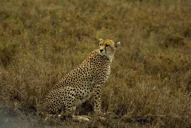 5 Days Tanzania Group Joining Safari, Tarangire/Serengeti/Ngorongoro Crater - Day four: From the Serengeti to the crater rim
