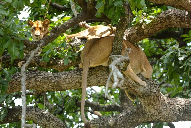 5 Days Tanzania Group Joining Safari, Tarangire/Serengeti/Ngorongoro Crater - Day five: Ngorongoro Crater and the return to Arusha