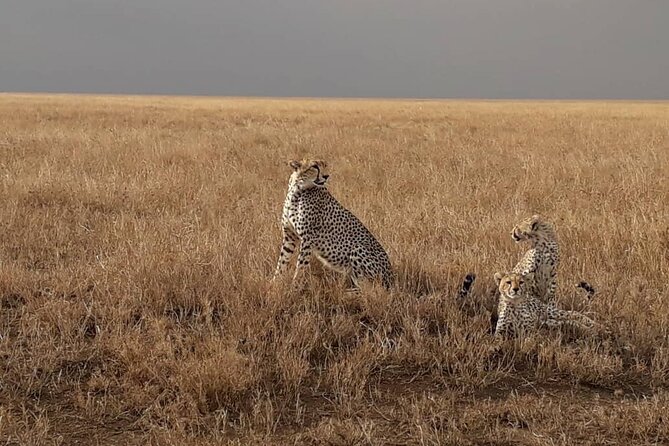 5 Days Tanzania Group Joining Safari, Tarangire/Serengeti/Ngorongoro Crater - How the guides shape the experience