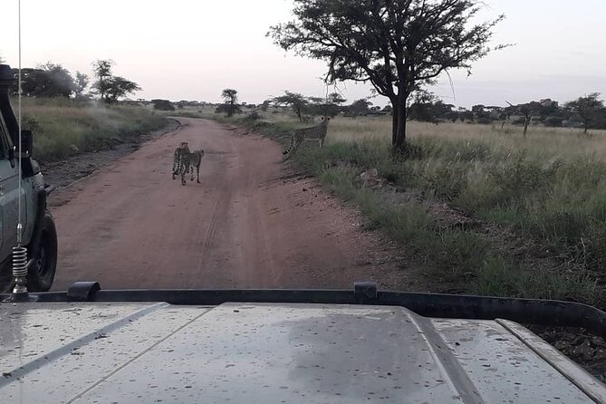 5 Days Tanzania Group Joining Safari, Tarangire/Serengeti/Ngorongoro Crater - Day one: Tarangire’s elephants and broad open spaces