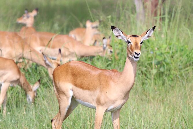 5 Days Tanzania Joining Safari with Pick Up Included Shared Tour - Day 3: A full day in central Serengeti