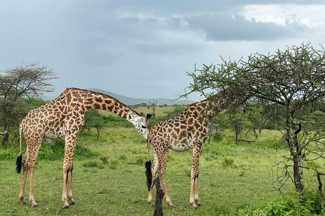 5 Days Tanzania Joining Safari with Pick Up Included Shared Tour - Camping, meals, water, and daily comfort