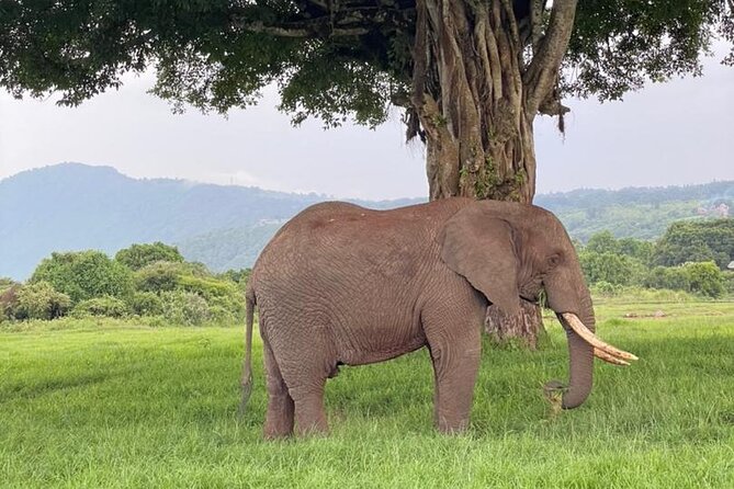 5 Days Tanzania Joining Safari with Pick Up Included Shared Tour - The guide can make or break the safari