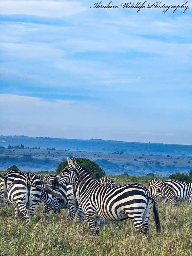 5-Hour Nairobi National Park 4x4 Safari with Free Pickup - A real safari without leaving Nairobi