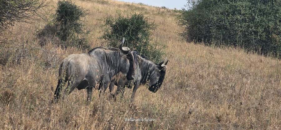 5-Hour Nairobi National Park 4x4 Safari with Free Pickup - Lions, rhinos, and the big sightings