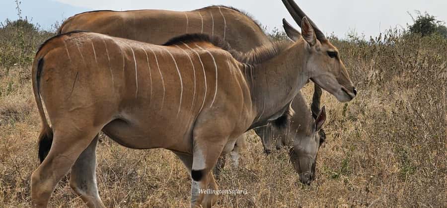 5-Hour Nairobi National Park 4x4 Safari with Free Pickup - Morning, afternoon, or evening?