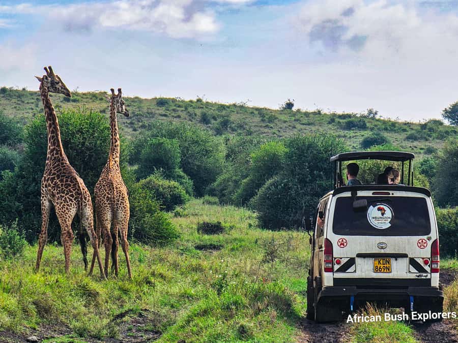 5-Hour Nairobi National Park 4x4 Safari with Free Pickup - Price, park fees, and what you really receive