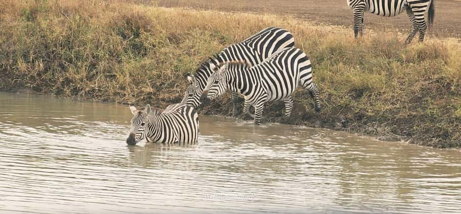 5-Hour Nairobi National Park 4x4 Safari with Free Pickup - Who should book this safari?