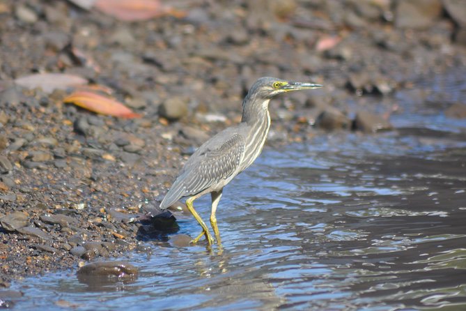 5 Hours Sharing Basis Kilim Mangrove Safari Boat Tour in Langkawi - Pickup, the jetty, and the shared boat