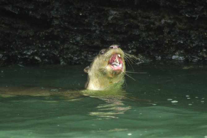 5 Hours Sharing Basis Kilim Mangrove Safari Boat Tour in Langkawi - Cruising the mangrove channels and watching wildlife