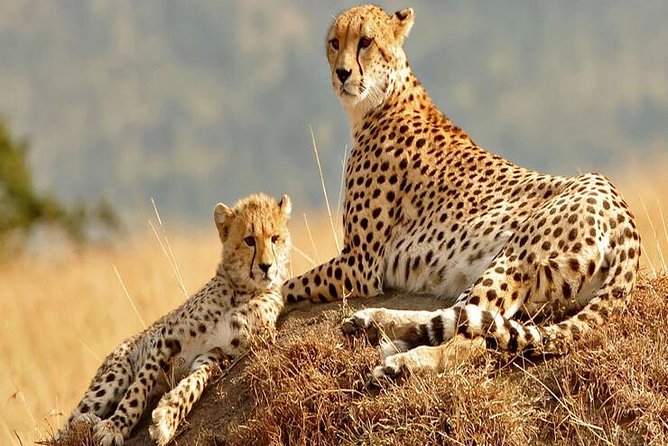 5days Tanzania Safari lodge and camping Serengeti, Tarangire & Ngorongoro Crater - Day 4: An early Serengeti drive and the Ngorongoro rim