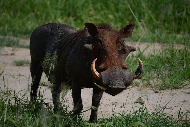 5days Tanzania Safari lodge and camping Serengeti, Tarangire & Ngorongoro Crater - Day 5: Wildlife in the crater and the return to Arusha