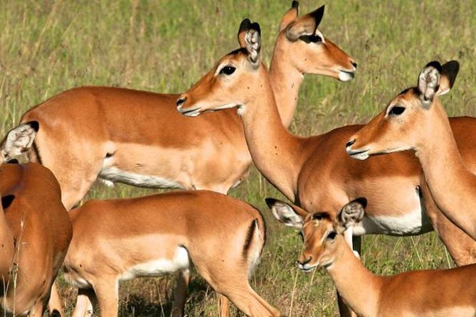 5days Tanzania Safari lodge and camping Serengeti, Tarangire & Ngorongoro Crater - Camping, food, and the comfort level