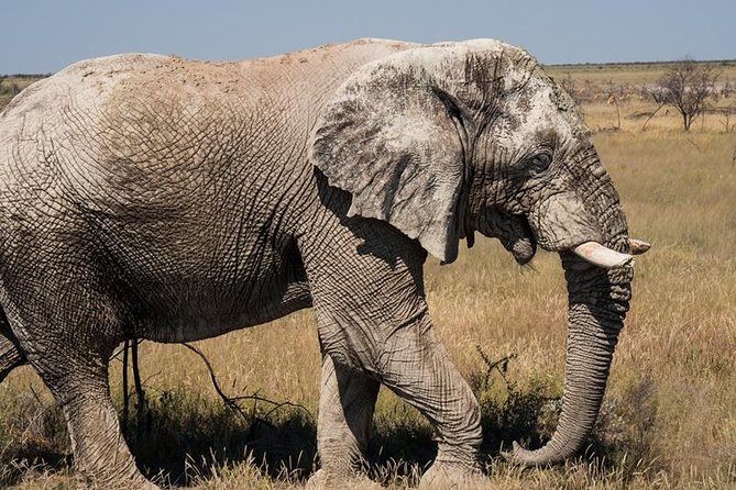 6-Day Dunes and Wildlife Accommodated Safari from Windhoek - Why this six-day route works