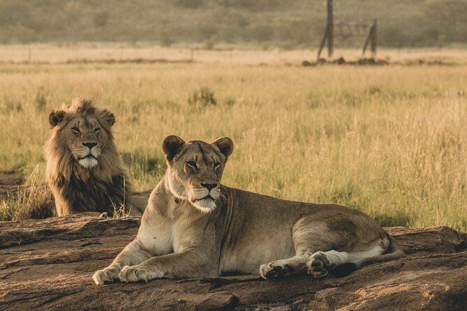 6 Day Group Camping Safari Tarangire Serengeti Ngorongoro Manyara - Day 5: Down into Ngorongoro Crater