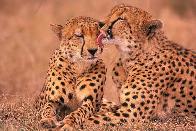 6-Day Honeymoon Safari Tour Package in Tanzania - Who will enjoy this safari most