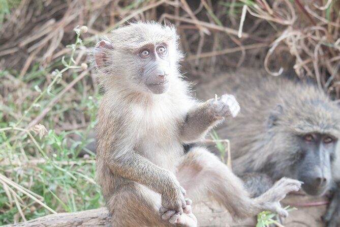 6-day Private Camping Safari Tour from Kilimanjaro Airport - What the $2,400 price buys you