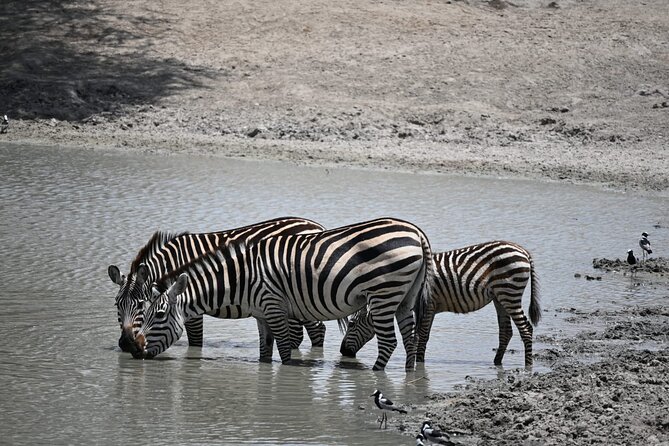 6-day Private Camping Safari Tour from Kilimanjaro Airport - Days three and four: More time in central Serengeti