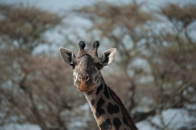 6-day Private Camping Safari Tour from Kilimanjaro Airport - Day two: Crossing toward the Serengeti