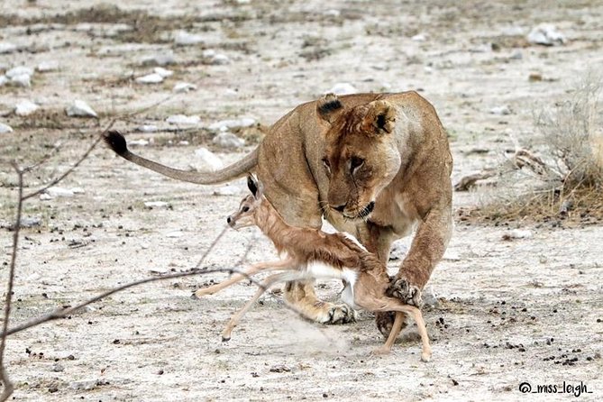 6 Day Sand, Sea & Etosha Budget Camping Safari - Two nights in Swakopmund and a welcome change of pace