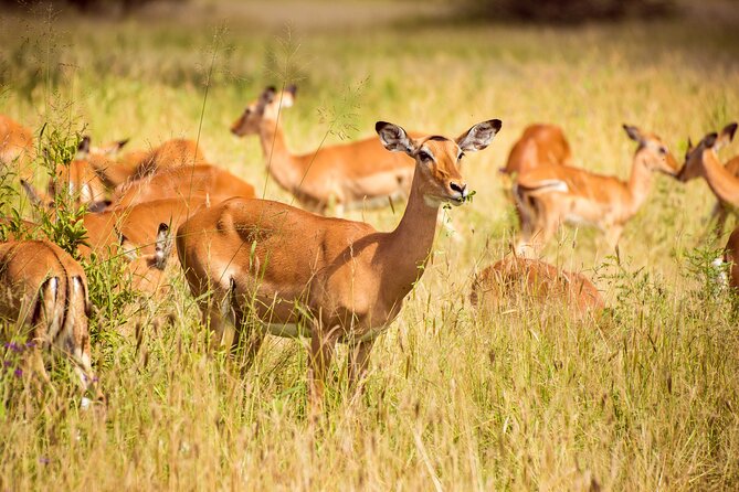 6-Day Tanzania Safari Experience – Midrange - Day 3: Entering the Serengeti