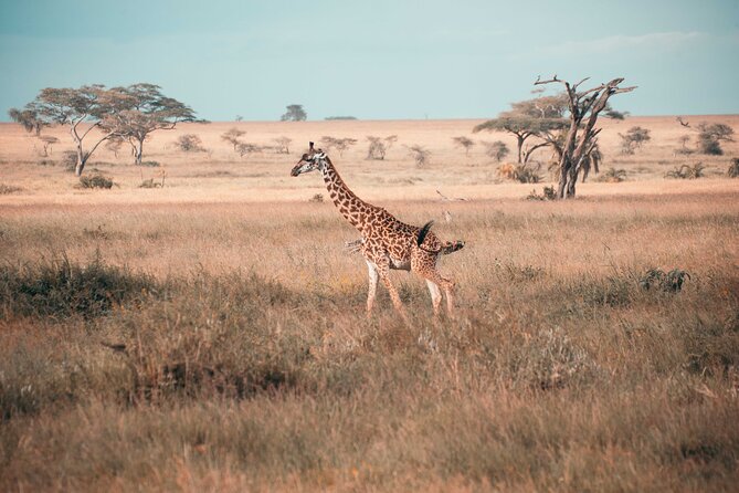 6-Day Tanzania Safari Experience – Midrange - Day 4: A morning game drive and the road to Ngorongoro