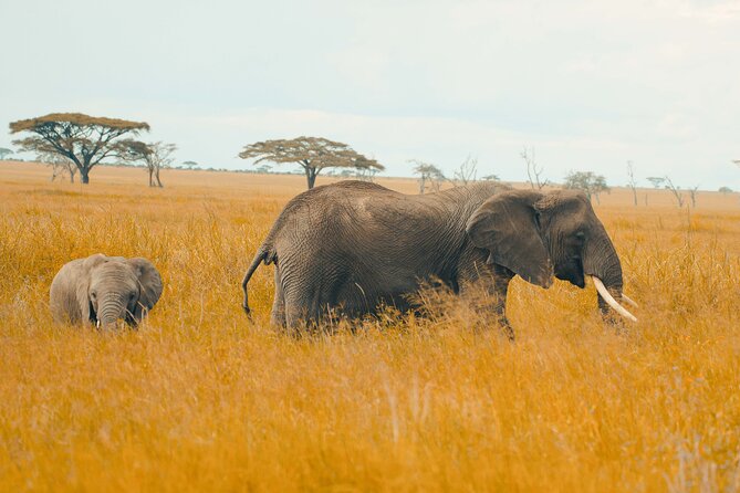 6-Day Tanzania Safari Experience – Midrange - Day 5: The Ngorongoro Crater from below