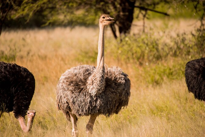 6-Day Tanzania Safari Experience – Midrange - Day 6: Return to Kilimanjaro International Airport