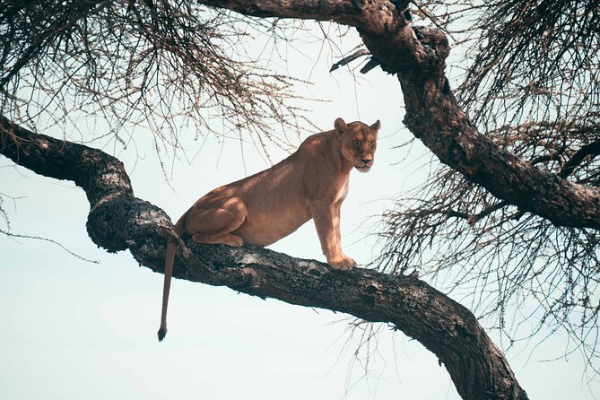 6-Day Tanzania Safari Experience – Midrange - Day 1: A gentle start at Villa Maua in Arusha