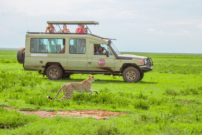 6 Day Tanzania Wildlife Mid range Safari - Days Three and Four: Two Looks at the Serengeti