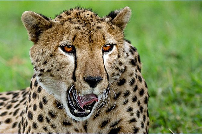 6 Day Tanzania Wildlife Mid range Safari - Day Five: Olduvai Gorge and the Ngorongoro Highlands