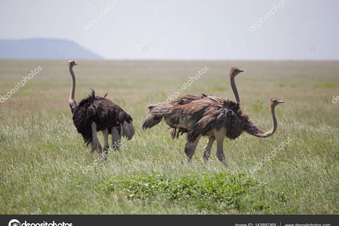 6 Day Tanzania Wildlife Mid range Safari - Day Six: Descending Into Ngorongoro Crater