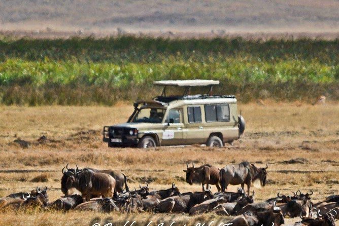 6 Day Tanzania Wildlife Mid range Safari - Guides Make or Break the Experience